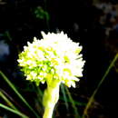 Image of Crassula mesembryanthoides subsp. hispida