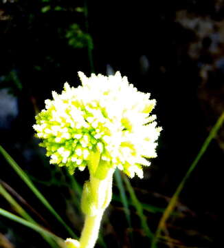 <i>Crassula mesembryanthoides</i> resmi