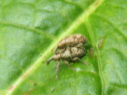 Image of Dock Hyper Weevil