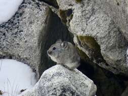 Image of Royle's Pika