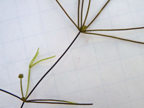 Image of Nitella
