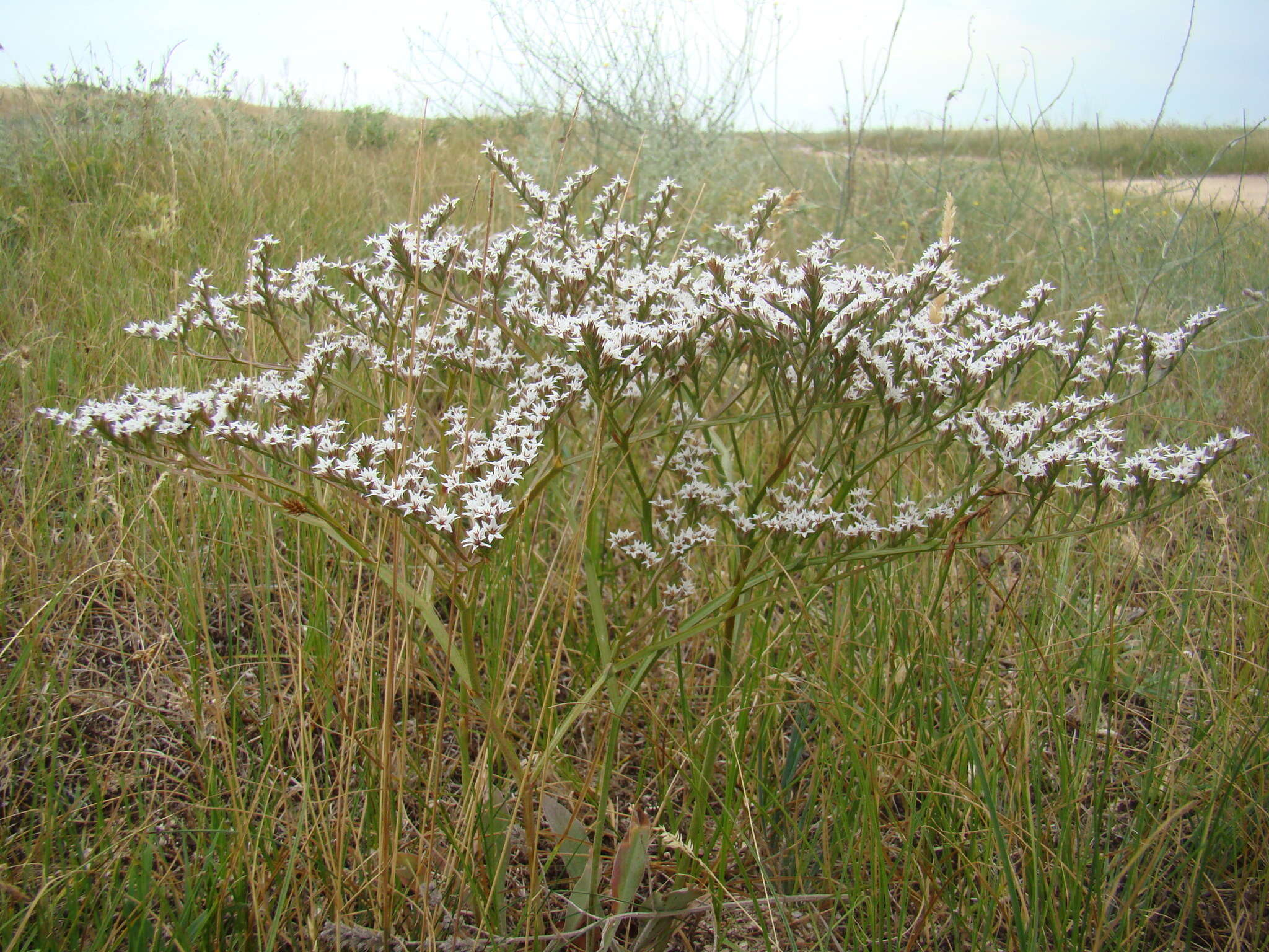 Image of Goniolimon rubellum (S. G. Gmel.) Klokov