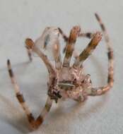 Image of Garden spider