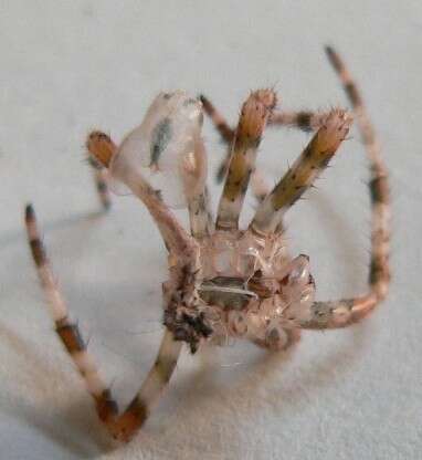 Image of Garden spider