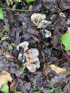 Image de Russula bicolor Burl. 1913