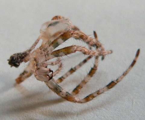 Image of Garden spider