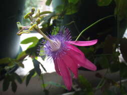 Passiflora kermesina Link & Otto的圖片