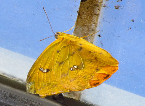 Image of <i>Catopsilia scylla</i> (Linnaeus 1763)