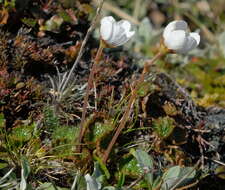 Image of Geum uniflorum J. Buch.