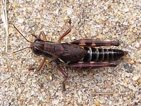 Image of Dawson grasshopper