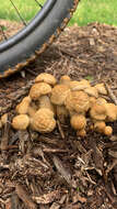 Image of Agrocybe smithii Watling & H. E. Bigelow 1983