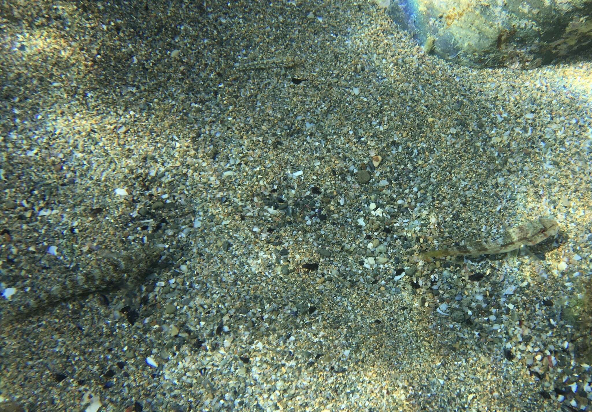 Image of Bath's goby