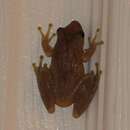 Image of Fowler's snouted tree frog