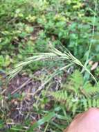 Elymus californicus (Bol. ex Thurb.) Gould的圖片