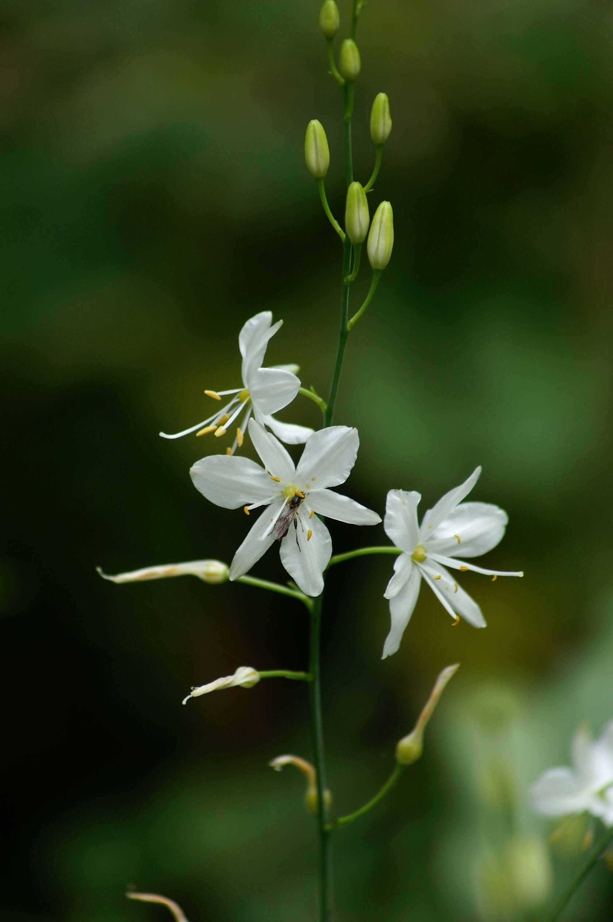 Image of Branched St Bernard's lily