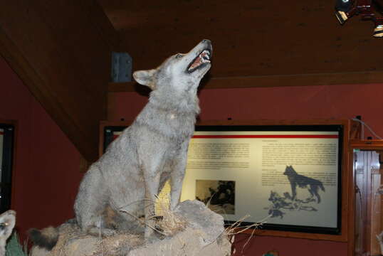 Imagem de Canis lupus italicus