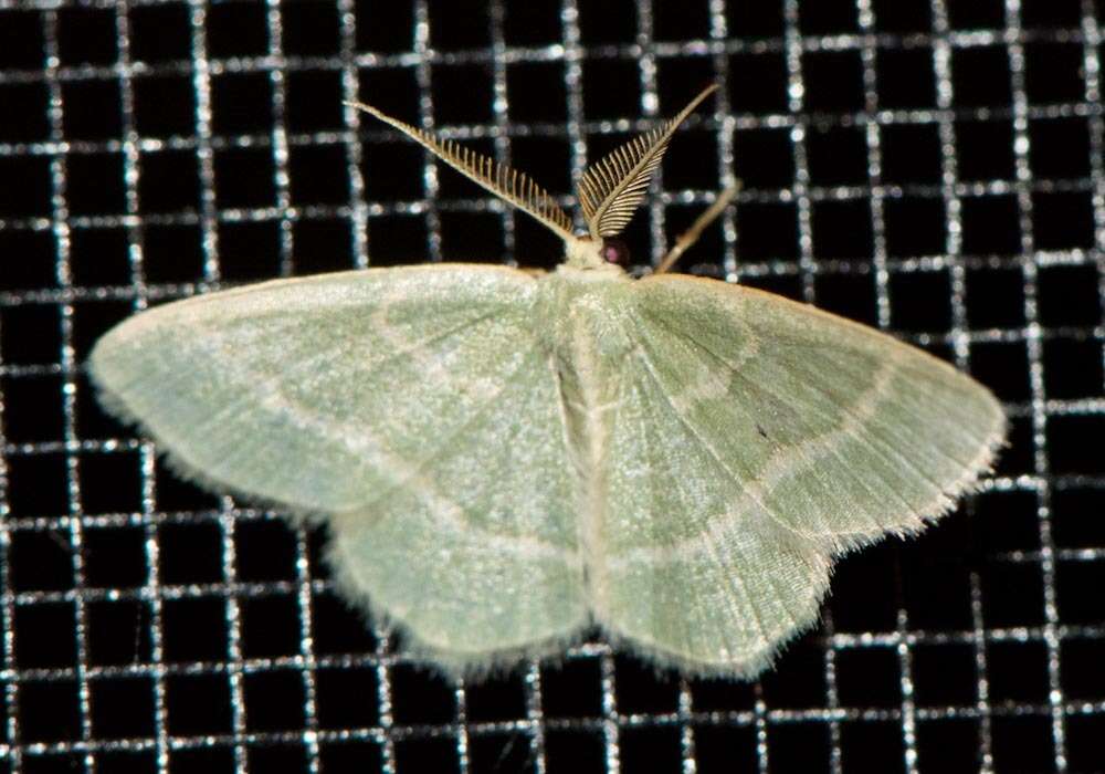 Image of Blackberry Looper Moth