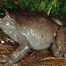 Image of Amazonas Water Frog