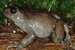 Image of Amazonas Water Frog