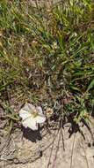 Image de Calystegia subacaulis subsp. episcopalis R. K. Brummitt