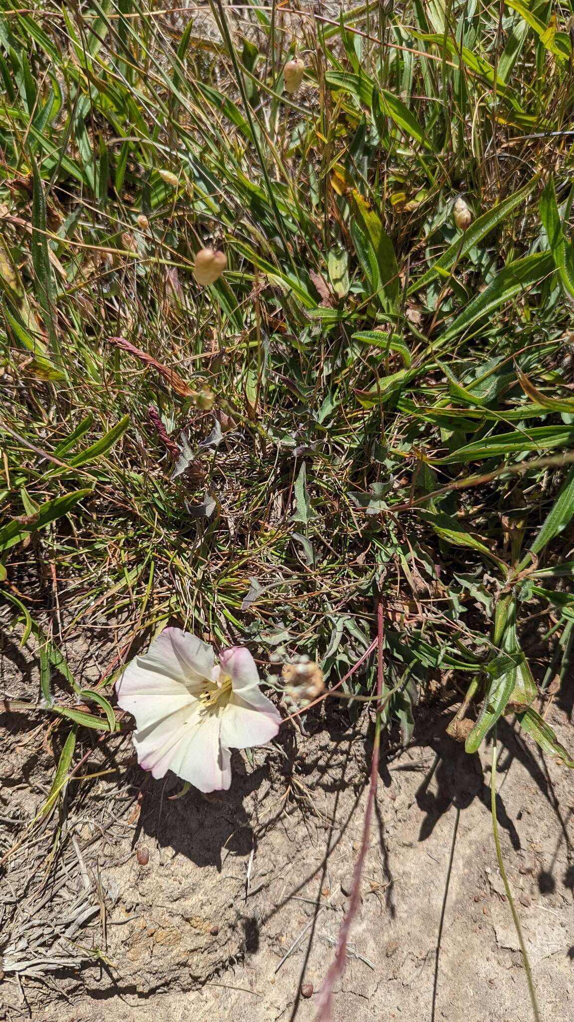 Image de Calystegia subacaulis subsp. episcopalis R. K. Brummitt