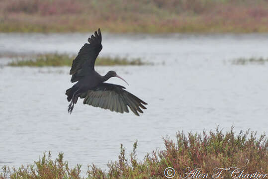 Image of Puna Ibis