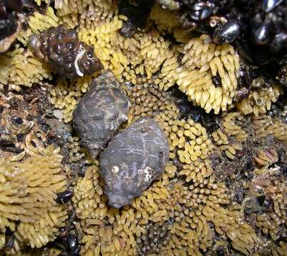 Image of rock shells