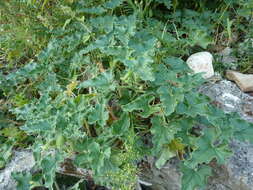 Image of squirting cucumber