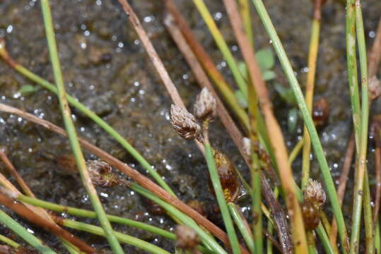 Plancia ëd Eleocharis diandra C. Wright