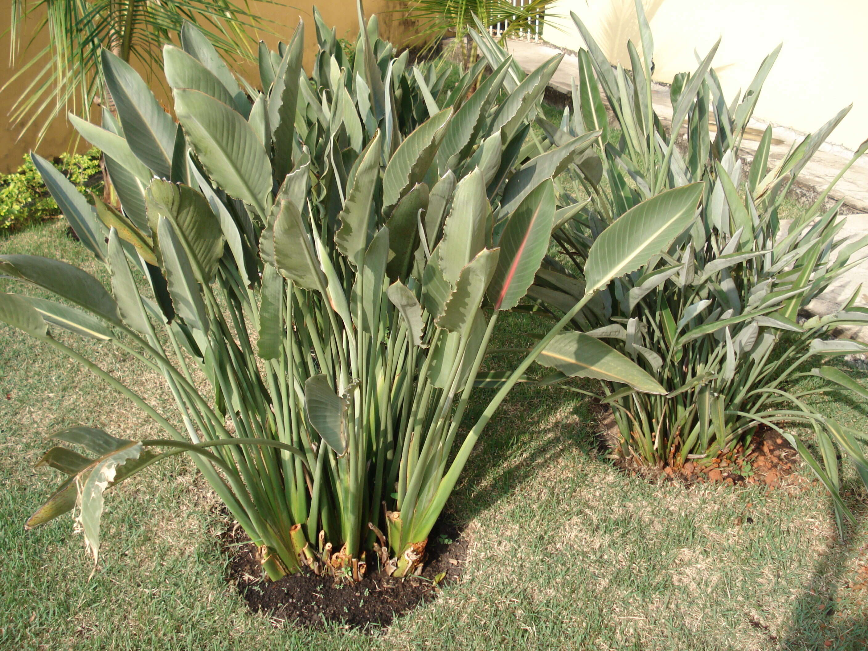 Image of Bird of paradise plant