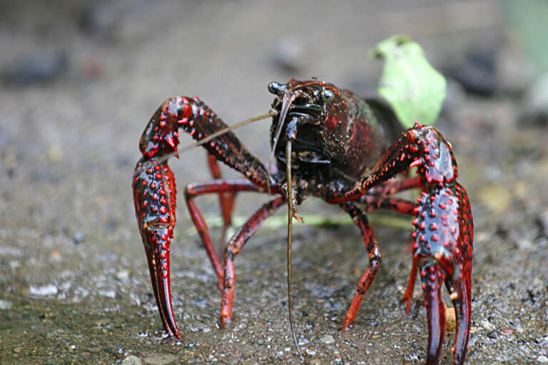 Imagem de Procambarus clarkii