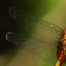 Image of Claret Pondhawk