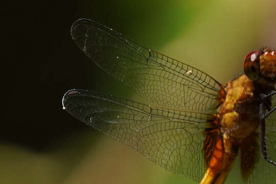 Erythemis mithroides (Brauer 1900) resmi