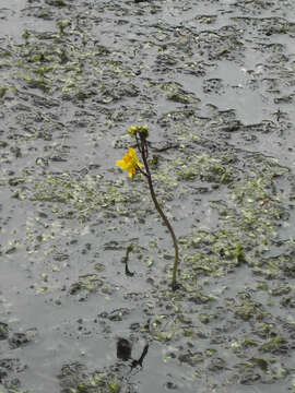 Image of Greater Bladderwort