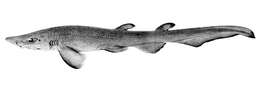 Image of Mouse Catshark