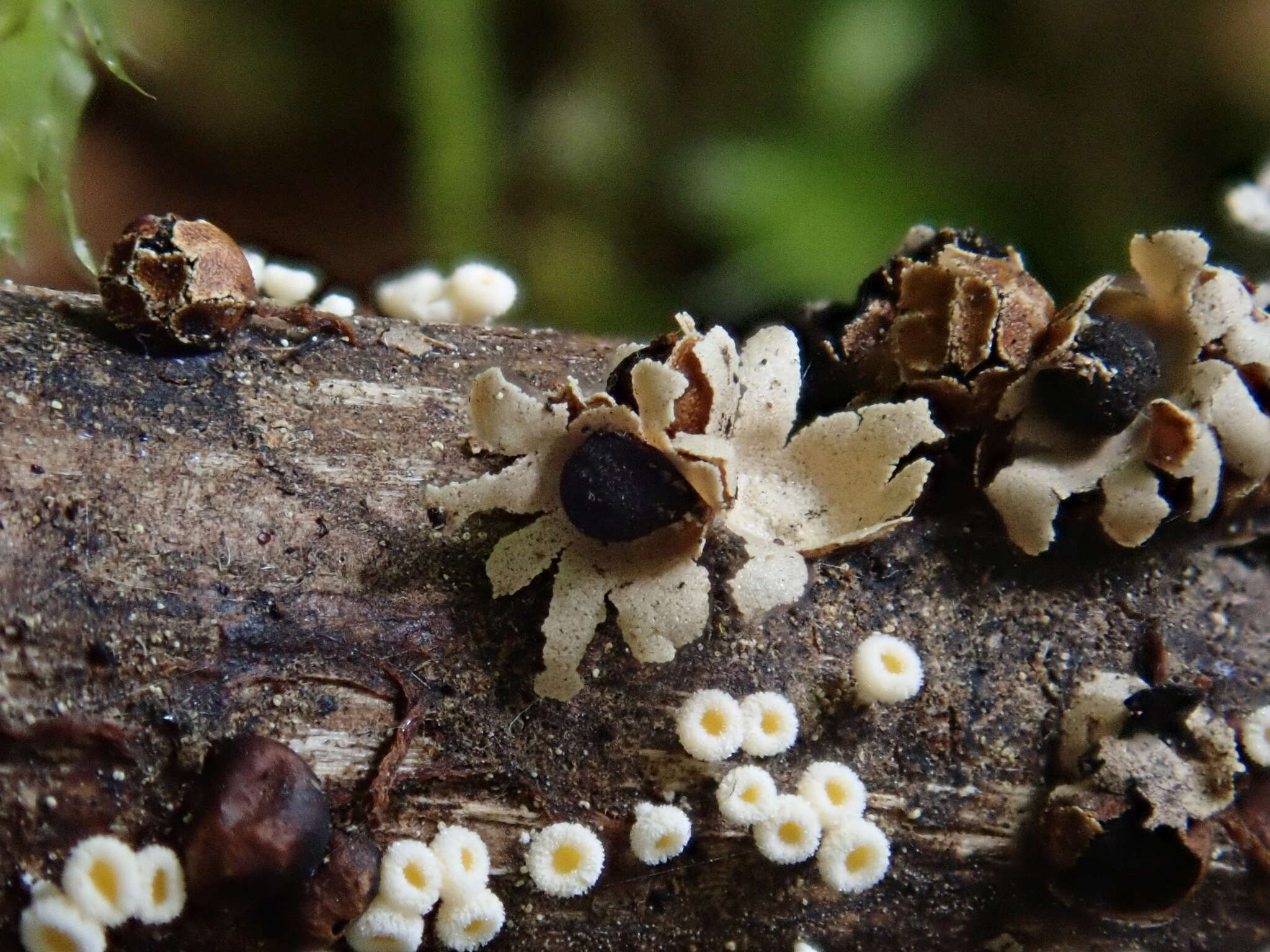 Image of Polyschismium trevelyanii (Grev.) Corda ex Rostaf. 1874