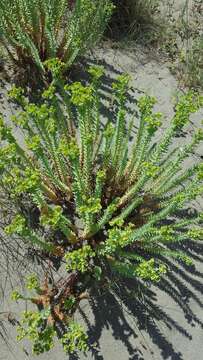 Image of sea spurge