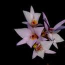 Dendrobium barbatulum Lindl.的圖片