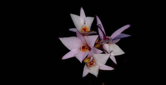 Dendrobium barbatulum Lindl.的圖片