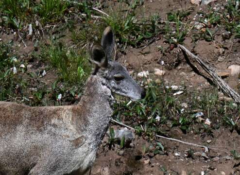 Image of Alpine Musk Deer