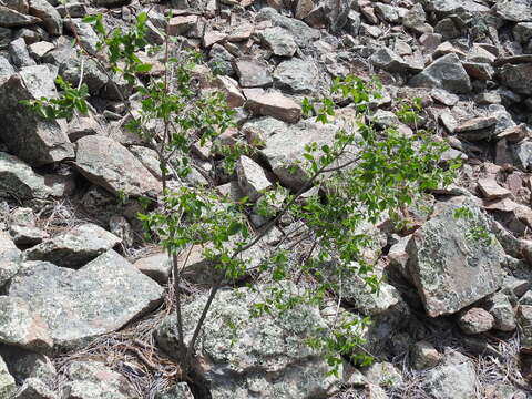 Image of littleleaf mock orange