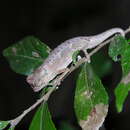 Image of Amber Mountain Leaf Chameleon