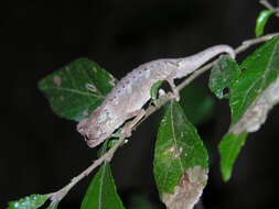 Image of Amber Mountain Leaf Chameleon