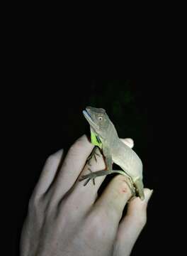 Image of Green Fan-throated lizard