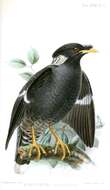 Image of Collared Myna