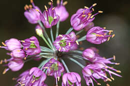 Image of Allium sacculiferum Maxim.
