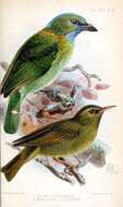 Image of Asian barbets