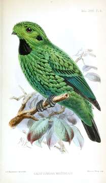 Image of broadbills