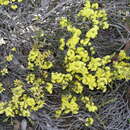 Image of Acacia chrysocephala Maslin