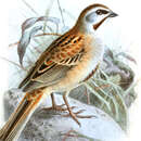 Image of Jankowski's Bunting